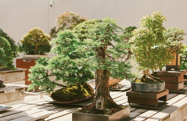 Photo of a collection of Bonsai trees