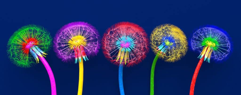 Sylized image of dandelion seed heads given vibrant colours on stalks and seeds